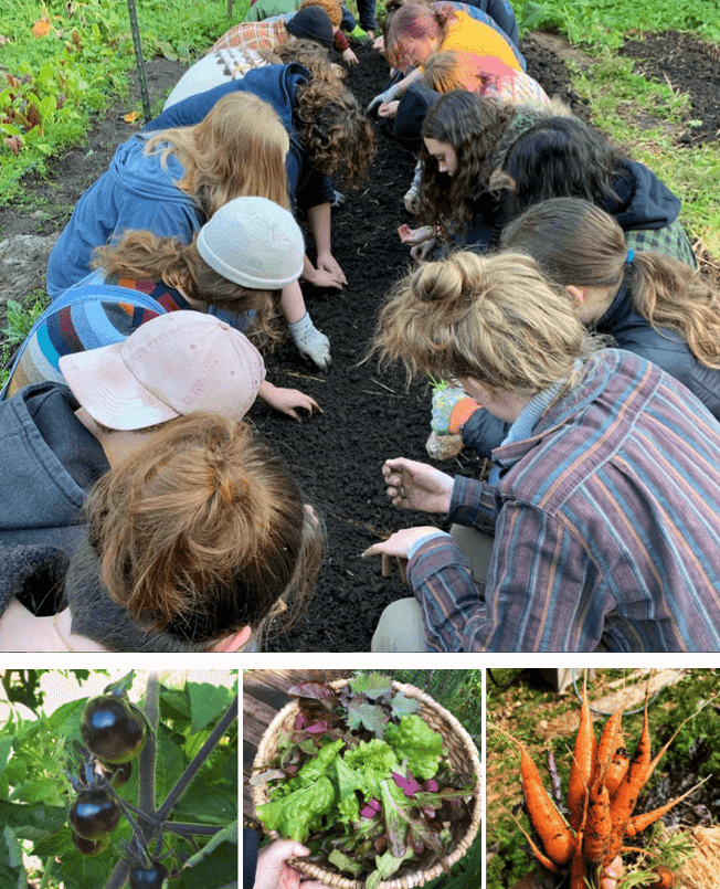 ED Bed picutes of students digging in dirt, cherries, salad bowl and carrots