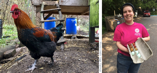 picture Chickens in the Outback and student with eggs