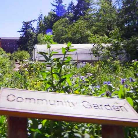 A lush summer view of the Community Garden in full bloom.