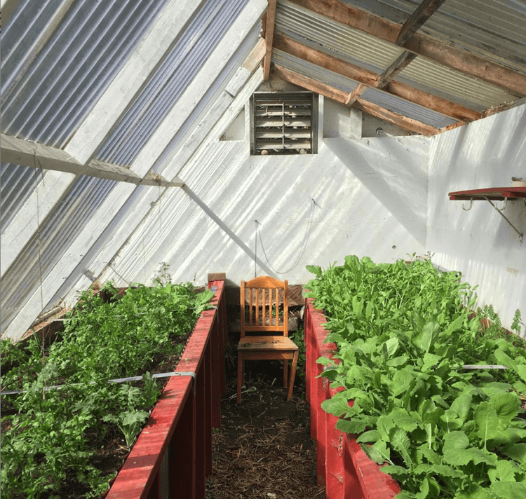Picture inside green house