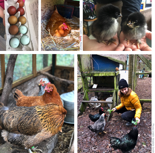 student feeding chickens, collecting eggs and a hand holding baby chics
