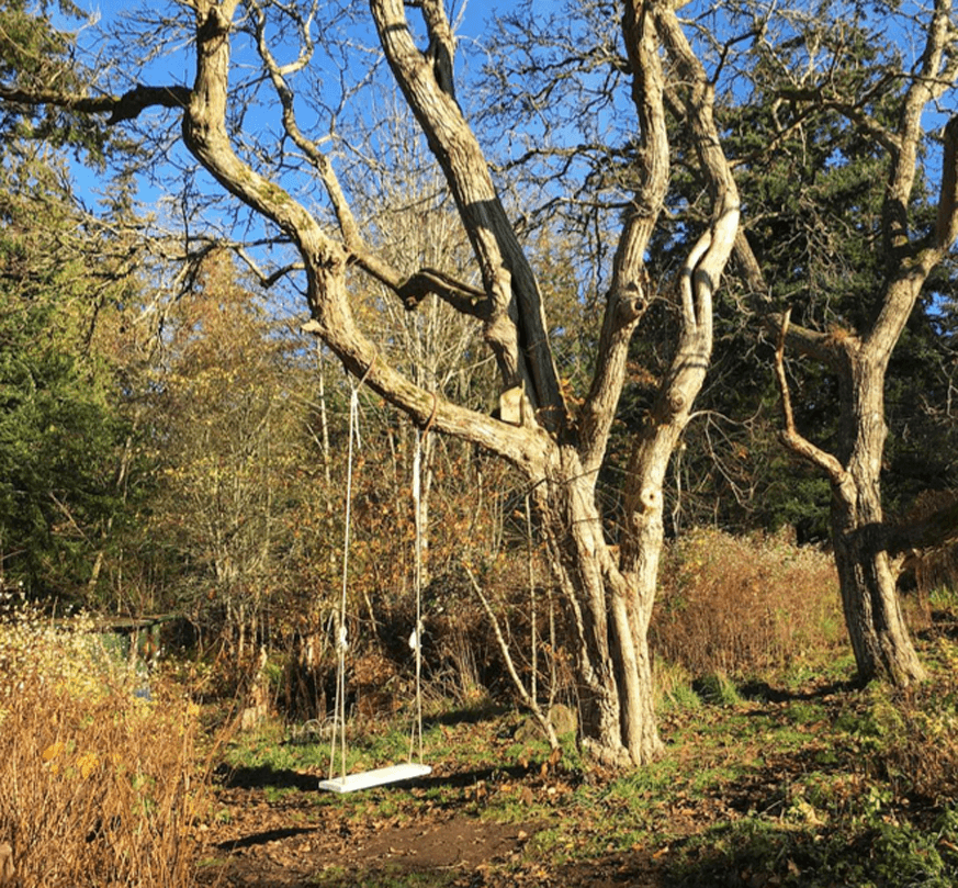 tree swing in the walnut trees on a sunny fall day