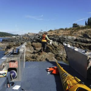 Western's Jennifer Hahn prepares to sample seaweed in BC's Esquimalt Harbor